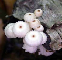 Marasmius rotula.